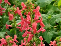 Stachys coccinea